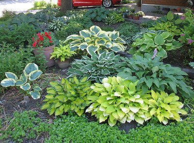 Shade garden featuring a collection of hosta varieties planted by Elegant Landscaping